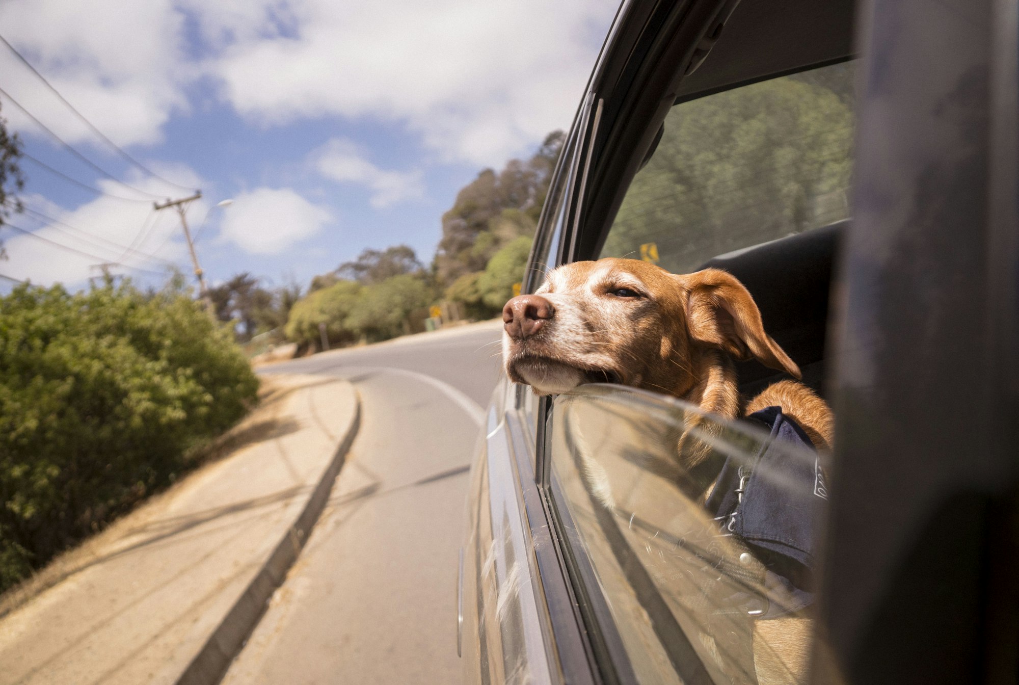 A dog resting its head against a car window, watching the road